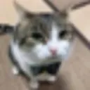 Mogtopotia's icon
