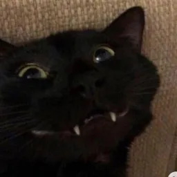 Kingdom of cats — мониторинг Discord сервера, статистика и рейтинг