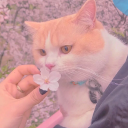 𝐓𝐞𝐞𝐧 𝐇𝐚𝐧𝐠𝐨𝐮𝐭 。・:*:・゚☆