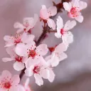 Bakawaii