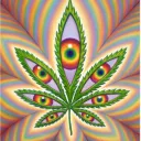 Collective Vision