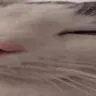 Meowcord