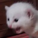 kitty