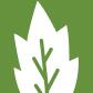 Bonsai Green Discord Server Icon