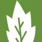 Bonsai Green