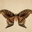 Little Moth Art Server Discord Server Icon