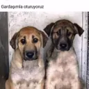 Merhaba. Discord Server Icon