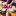 Youtuber Cafe's icon