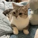 Cat Community