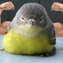 the birb server