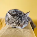 π‘ Joyous - Valorant πΏ