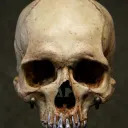 Skull