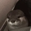 ʀᴀʀᴇ ᴘᴇᴏᴘʟᴇ