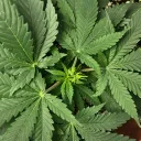 GrowersDelight