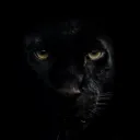 The Panthers Cave