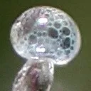 Bubbleman's World