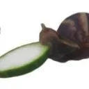 snail world