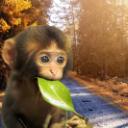 Sniper monke's land Discord Server Icon