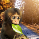 Sniper monke's land Discord server icon