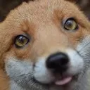 Foxland