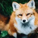 The Furry Lords
