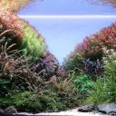 Aquaristik Treff Deutschland