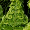 Fern Discord