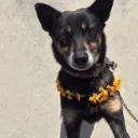 100 Dog Emojis