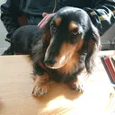 フォロワーと無限にゲームがしたいしゃばちゃん