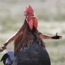 Undercover Chickens