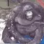 monke server