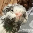 FriedGeppetto Pigeon server !