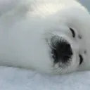 Seal gang™