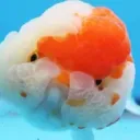balls