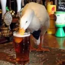 Dictadura del Pato