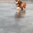 🐕Doggo Community🐾