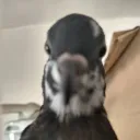El Nido de Robi 🕊🎁