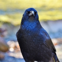 PixelPen Server Icon