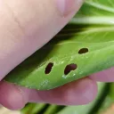 くるりのさーばー