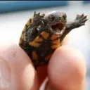Turtle Nest