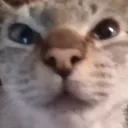 🐱El Anexo de Don Chuy🐱