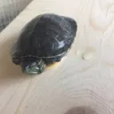 Turtle Army