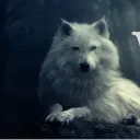 Pack of Wolves