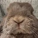 🤎 Evie’s Bunnies 🤎