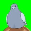 はとと遊ぼう