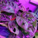 Monstera Monkey