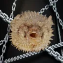 PufferORGs S6 - Chain Links