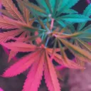Weed
