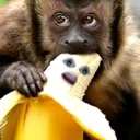 Hannah's Bananas'