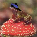 Mushroom Simps